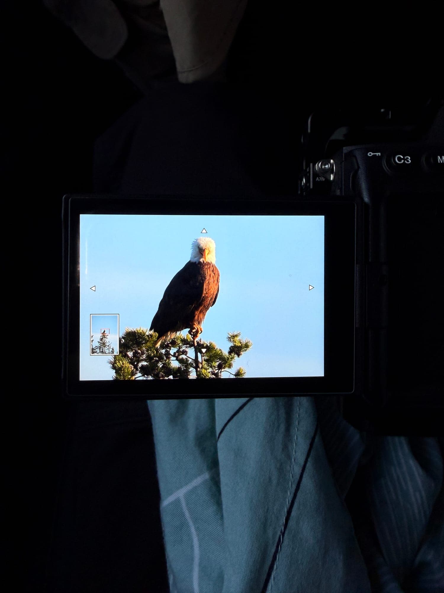 A bald eagle perched on a pine treetop, shown on the flip-out screen of a camera